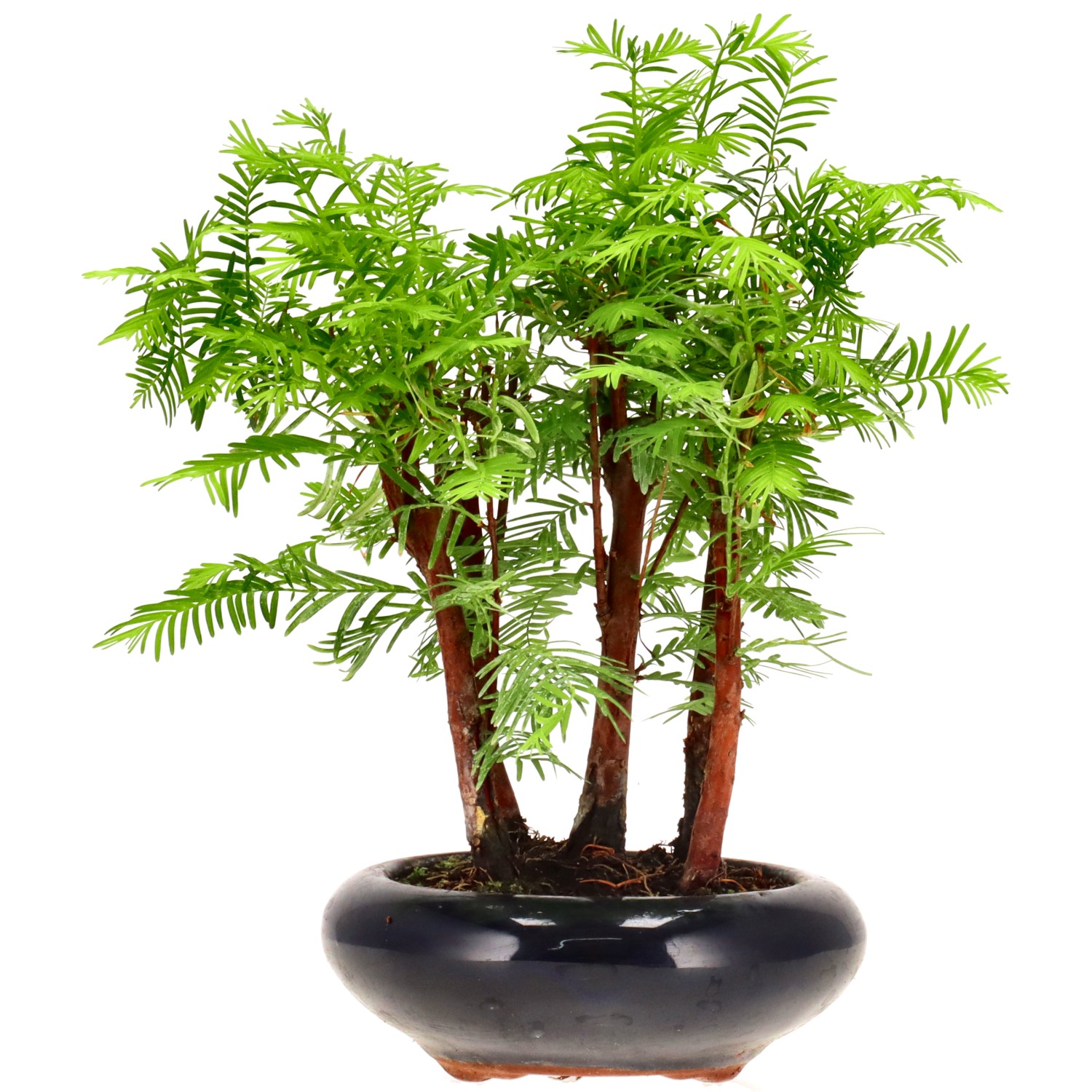 Metasequoia glyptostroboides, env. 6 ans (22 cm)