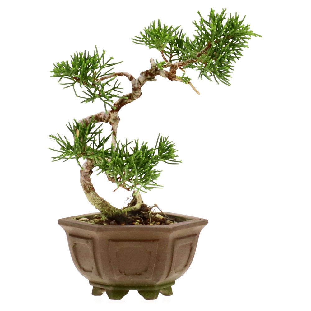 bonsai.fallbackImageTitle bonsai.fallbackImageTitle