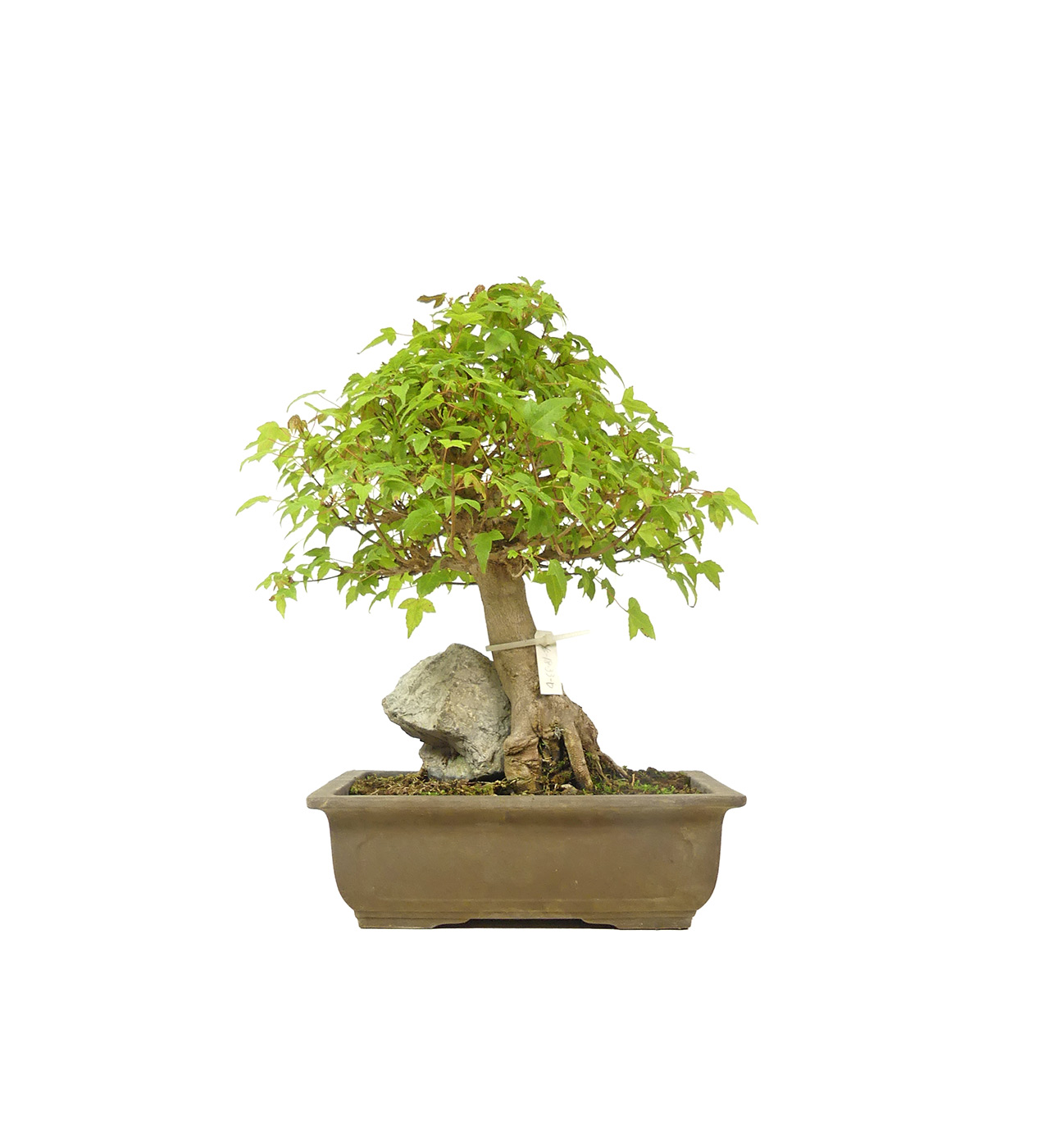 bonsai.fallbackImageTitle bonsai.fallbackImageTitle
