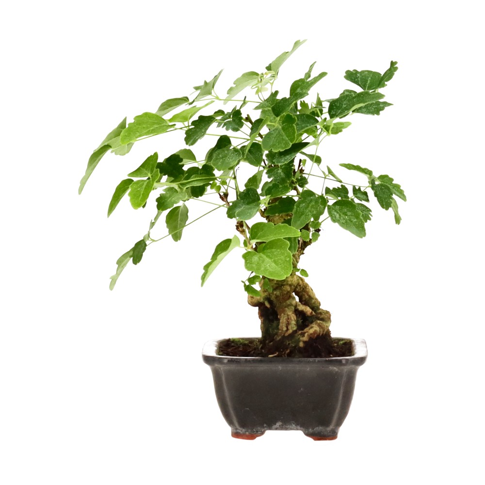 bonsai.fallbackImageTitle bonsai.fallbackImageTitle