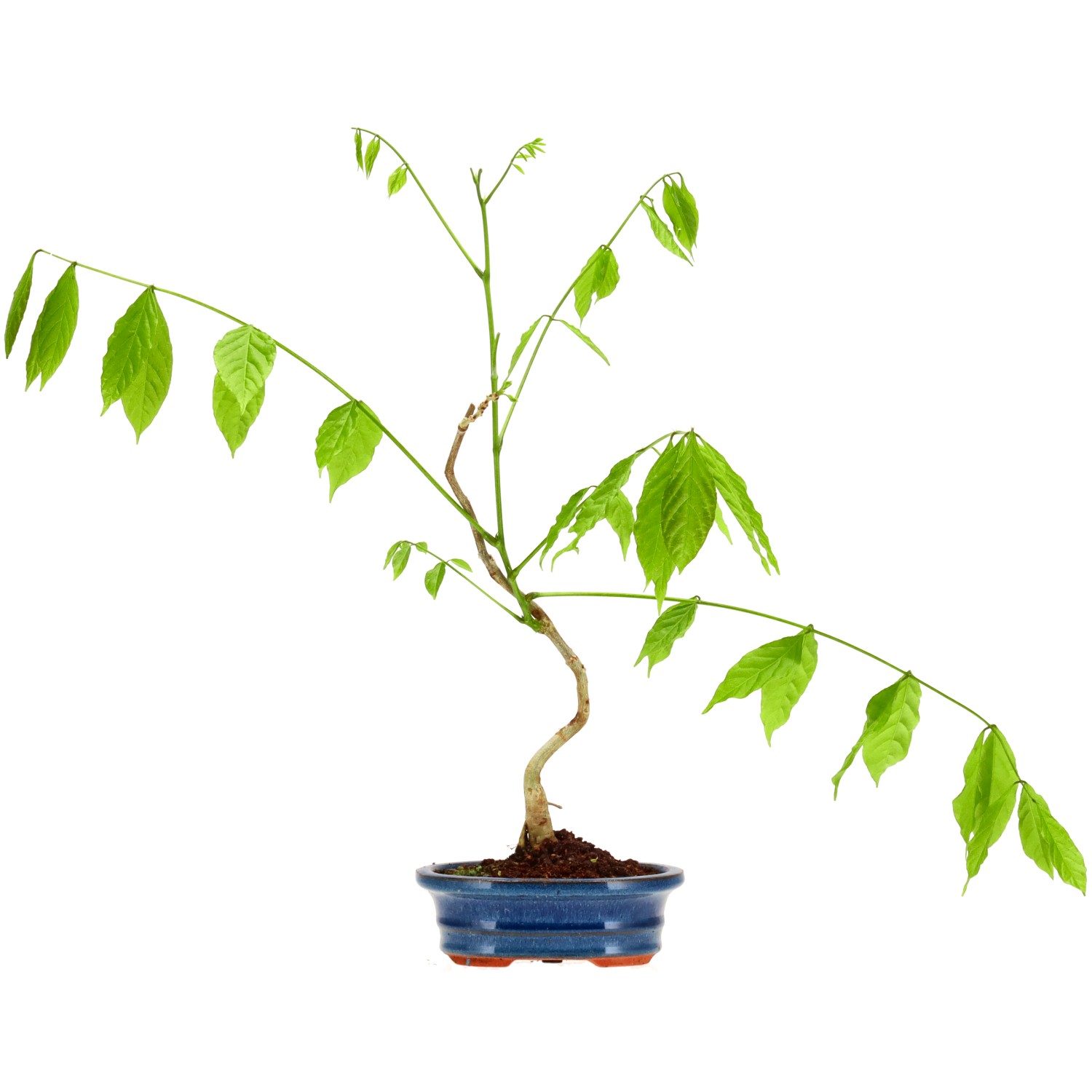 Blauregen, ca. 5 J. (40 cm)