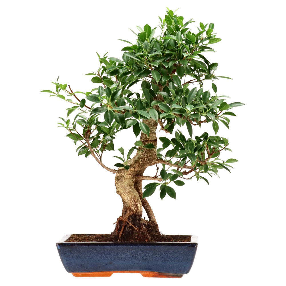 Chin. Feigenbaum (Retusa), ca. 18 J. (60 cm)