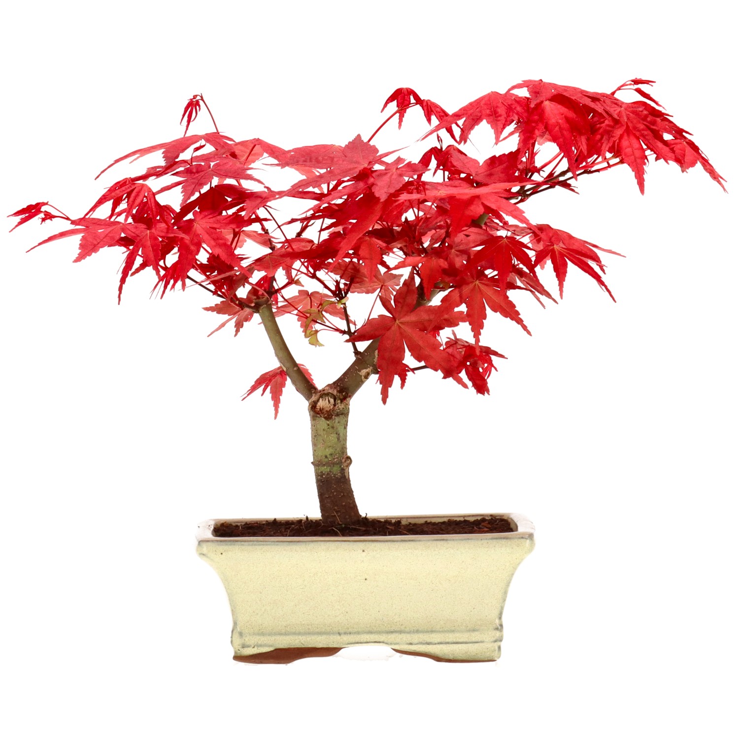 Jap. Fächerahorn (Deshojo), veredelt, ca. 7 J. (21 cm)