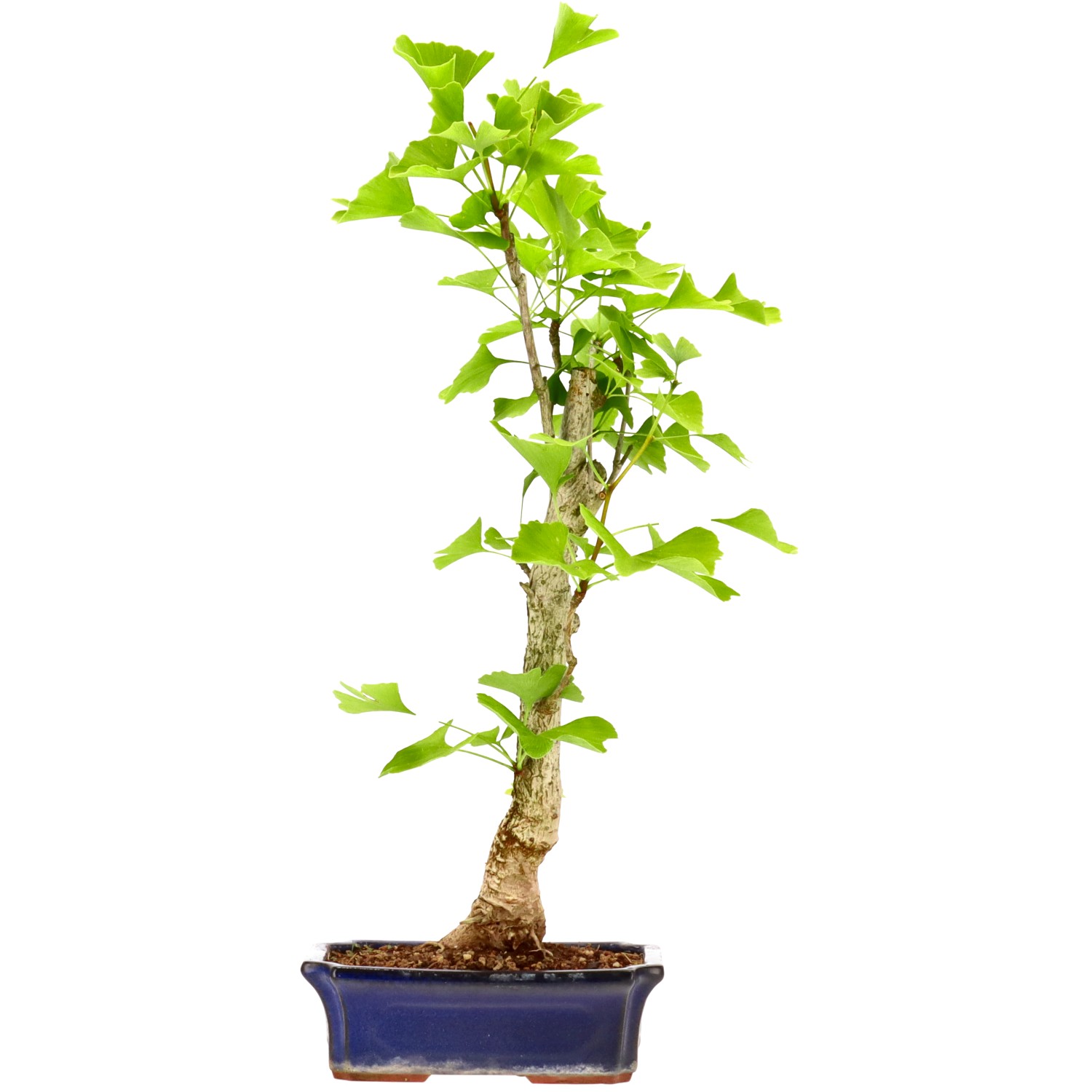 Ginkgo, ca. 12 J. (52 cm)