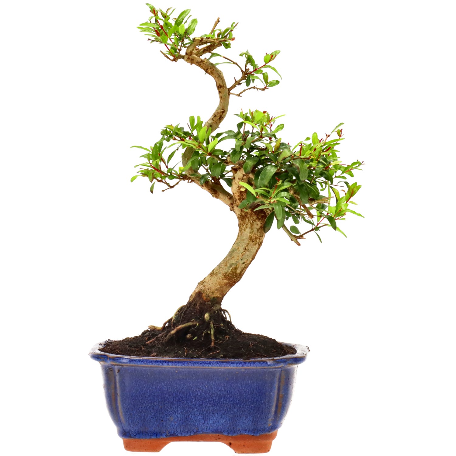 Granatapfel, ca. 9 J. (25 cm)