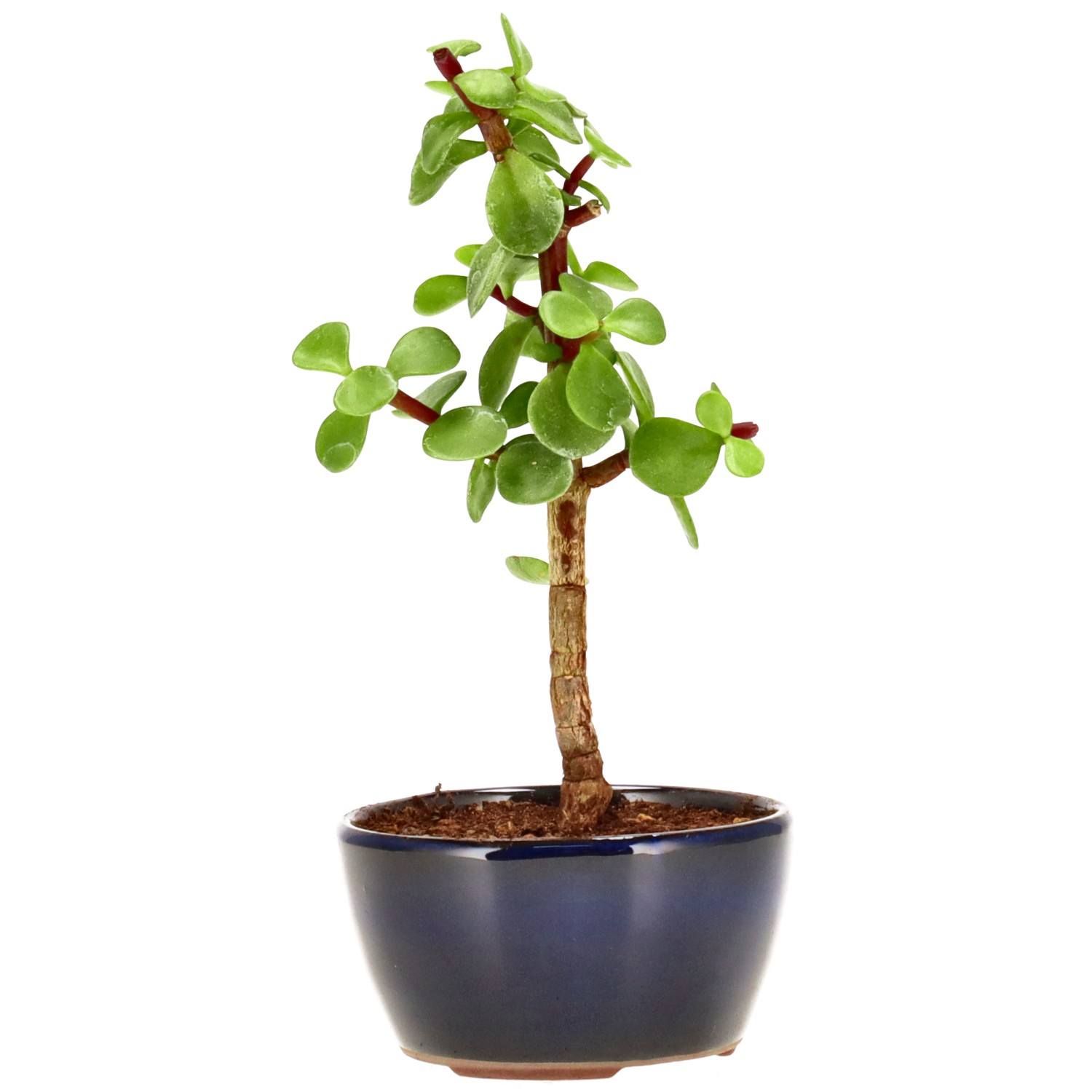 bonsai.fallbackImageTitle bonsai.fallbackImageTitle