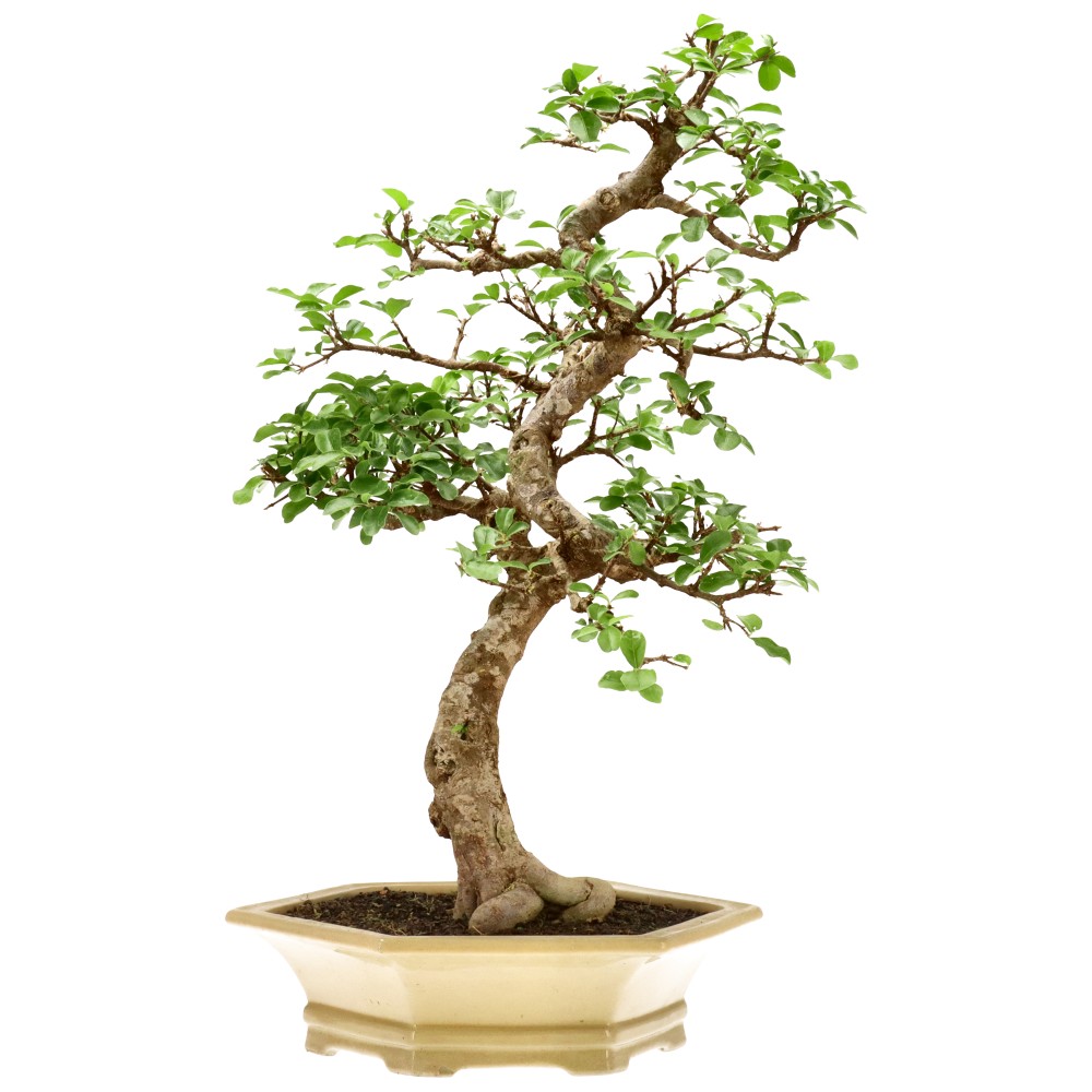 Acérola, env. 25 ans (60 cm)