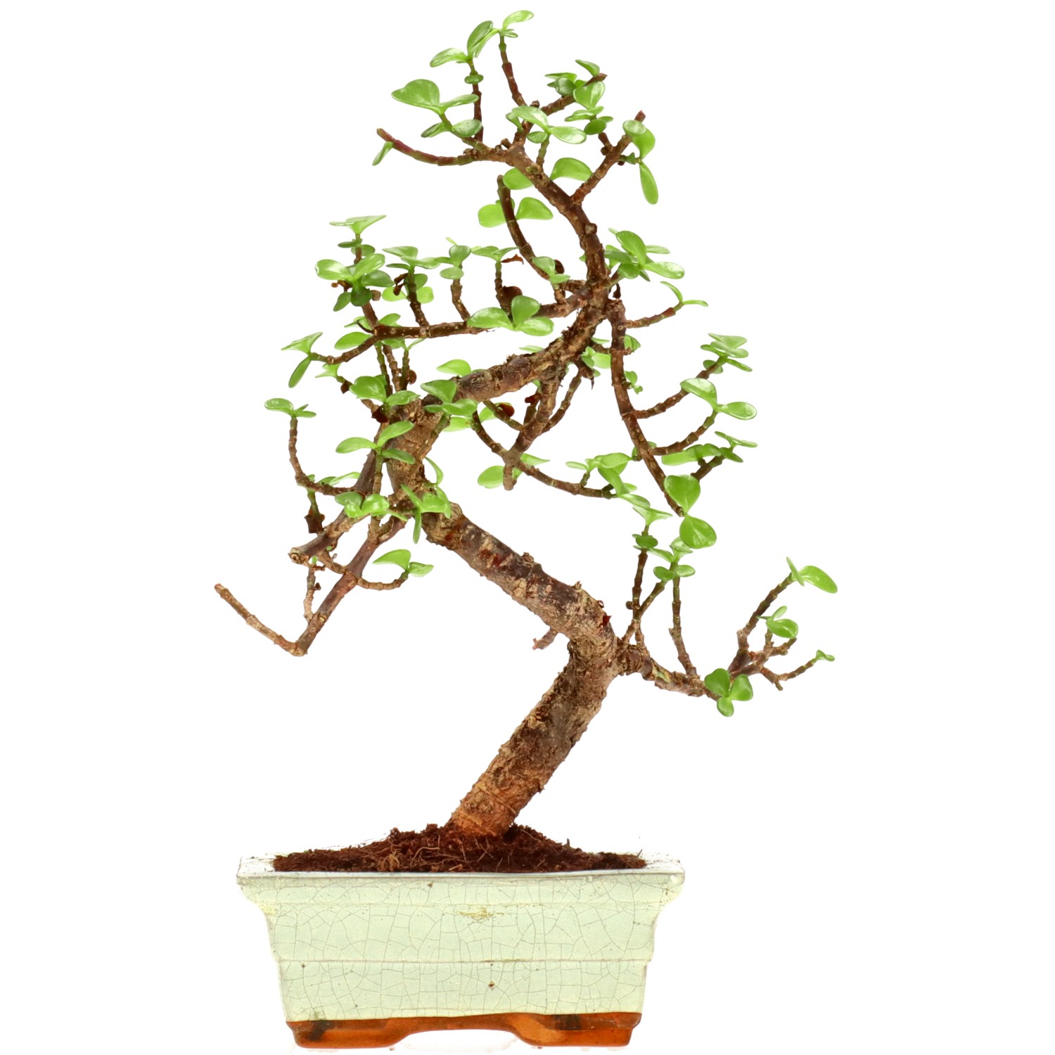 Jadebaum, ca. 7 J. (30 cm)