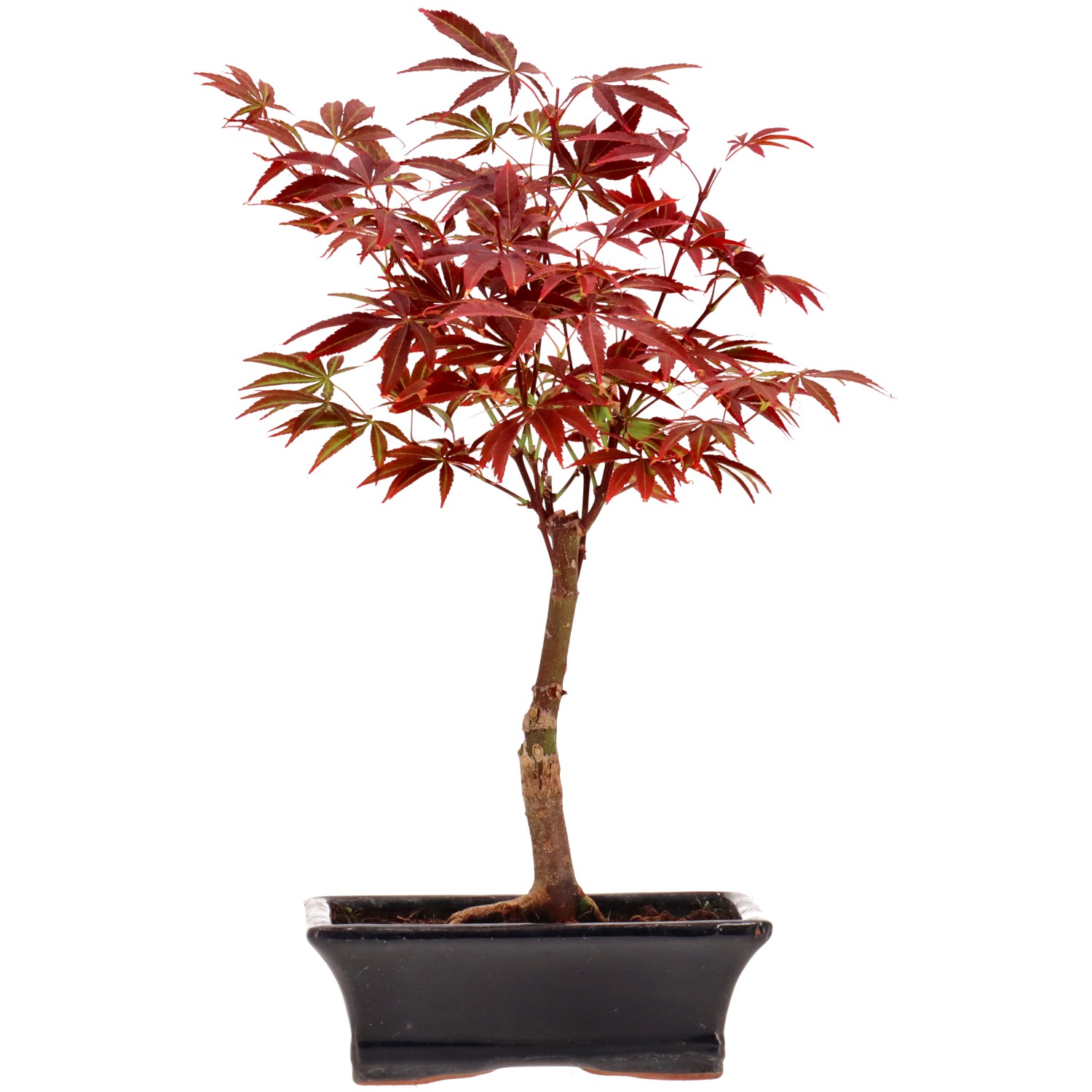 Jap. Fächerahorn (Atropurpureum), veredelt, ca. 9 J. (35 cm)