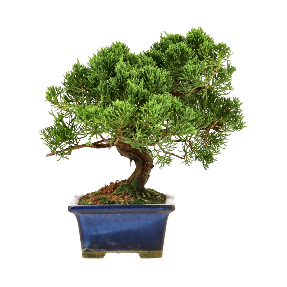 bonsai.fallbackImageTitle