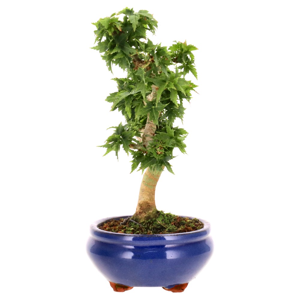 bonsai.fallbackImageTitle