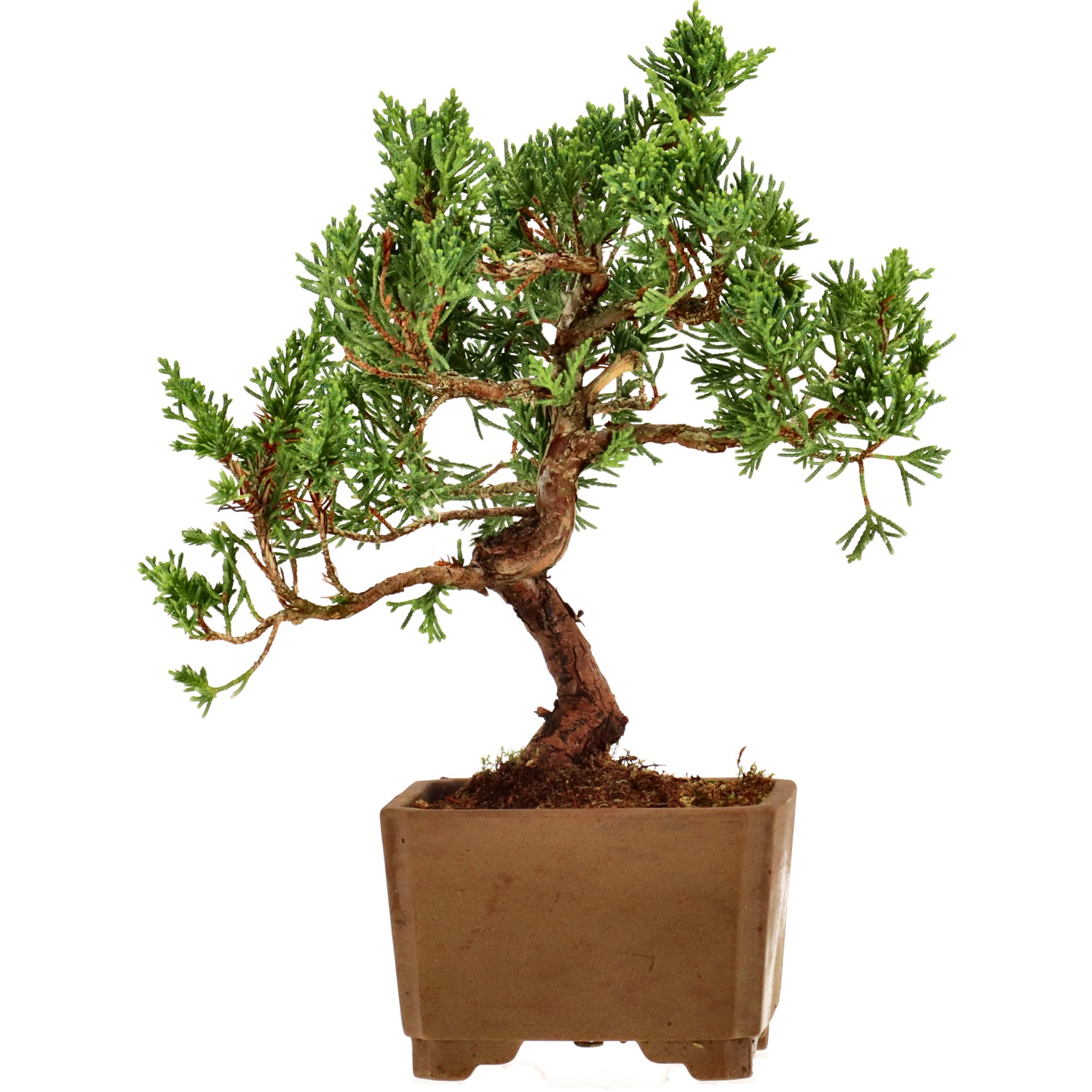 Chin. Wacholder, ca. 12 J. (19 cm)