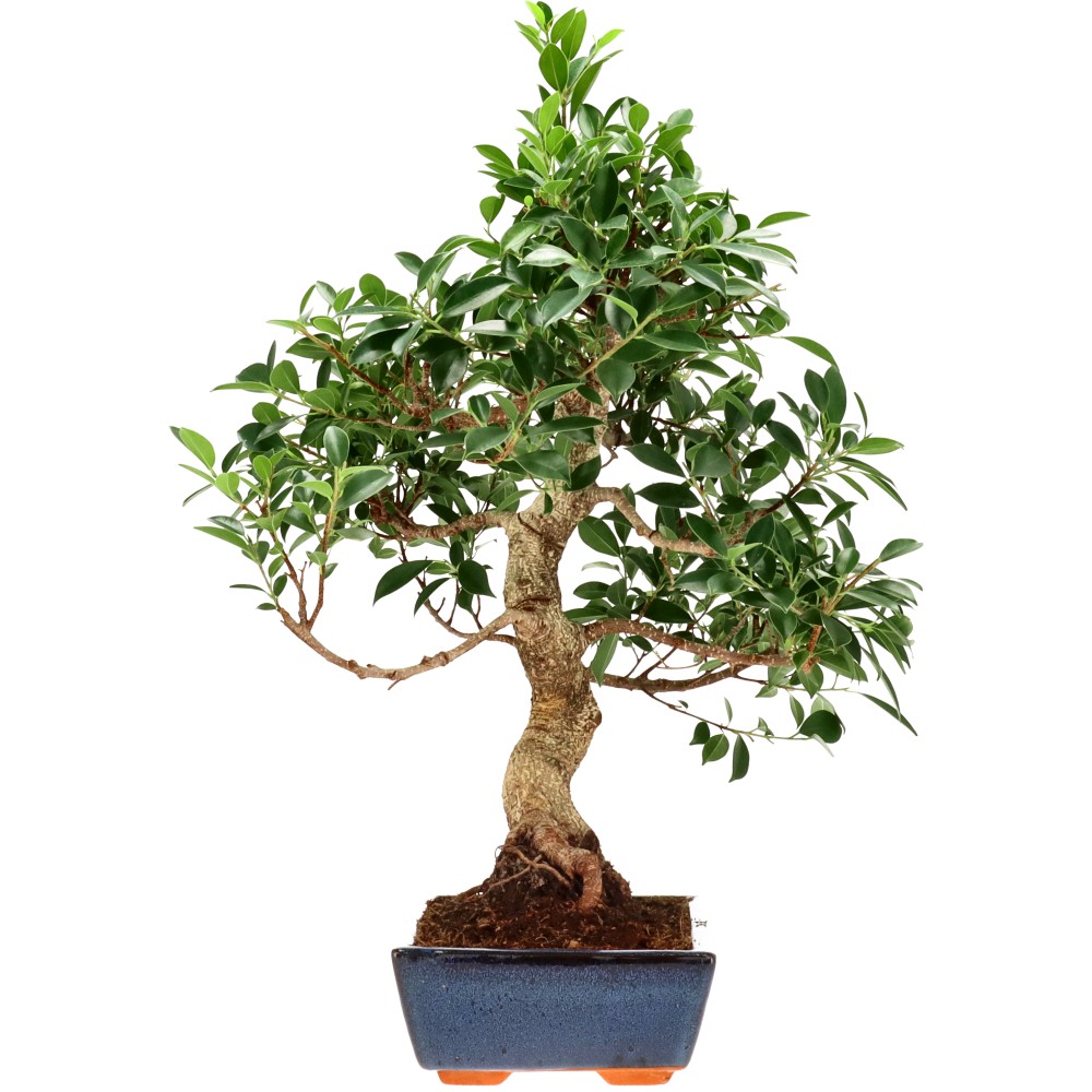 Chin. Feigenbaum (Retusa), ca. 18 J. (60 cm)