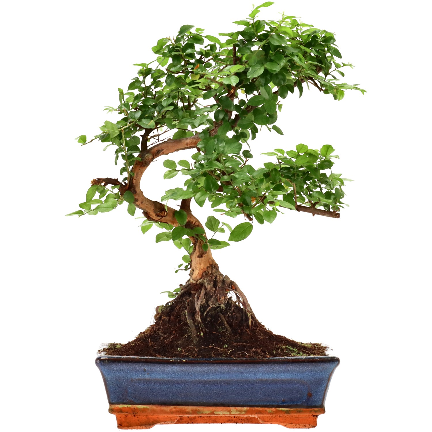 Sageretia theezans, aprox. 12 años (34 cm)