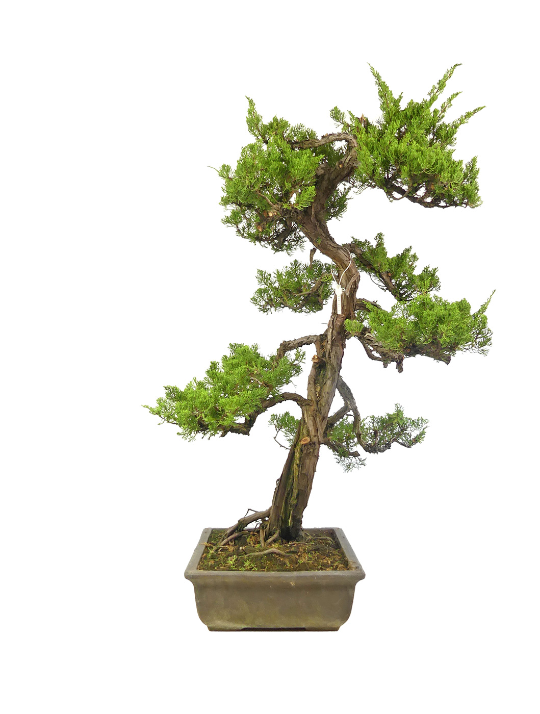 bonsai.fallbackImageTitle bonsai.fallbackImageTitle