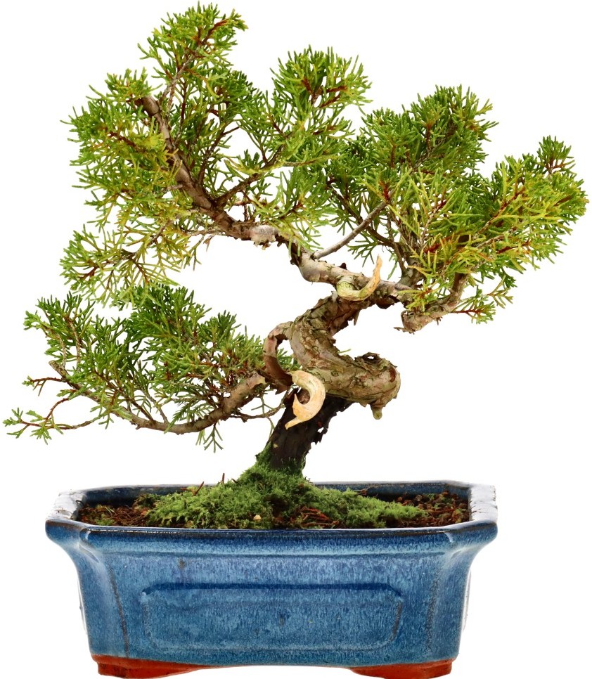 [N007] Chin. Wacholder, ca. 10 Jahre