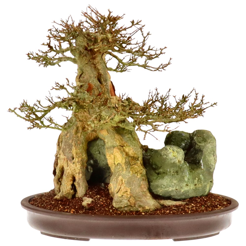 bonsai.fallbackImageTitle bonsai.fallbackImageTitle