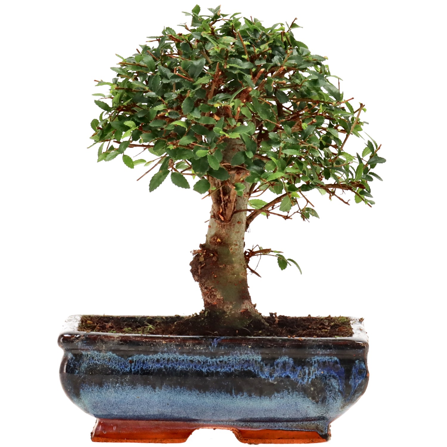 Chinese elm, approx. 10 y. (19 cm)