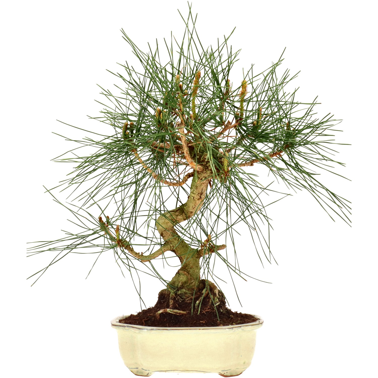 Jap. Schwarzkiefer, ca. 12 J. (37 cm)