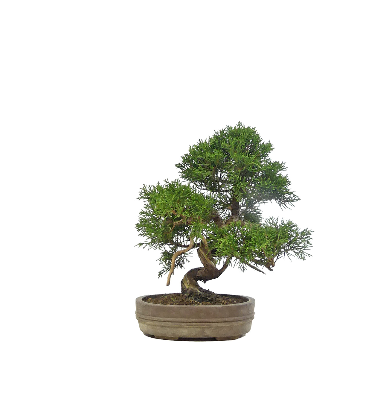 bonsai.fallbackImageTitle bonsai.fallbackImageTitle