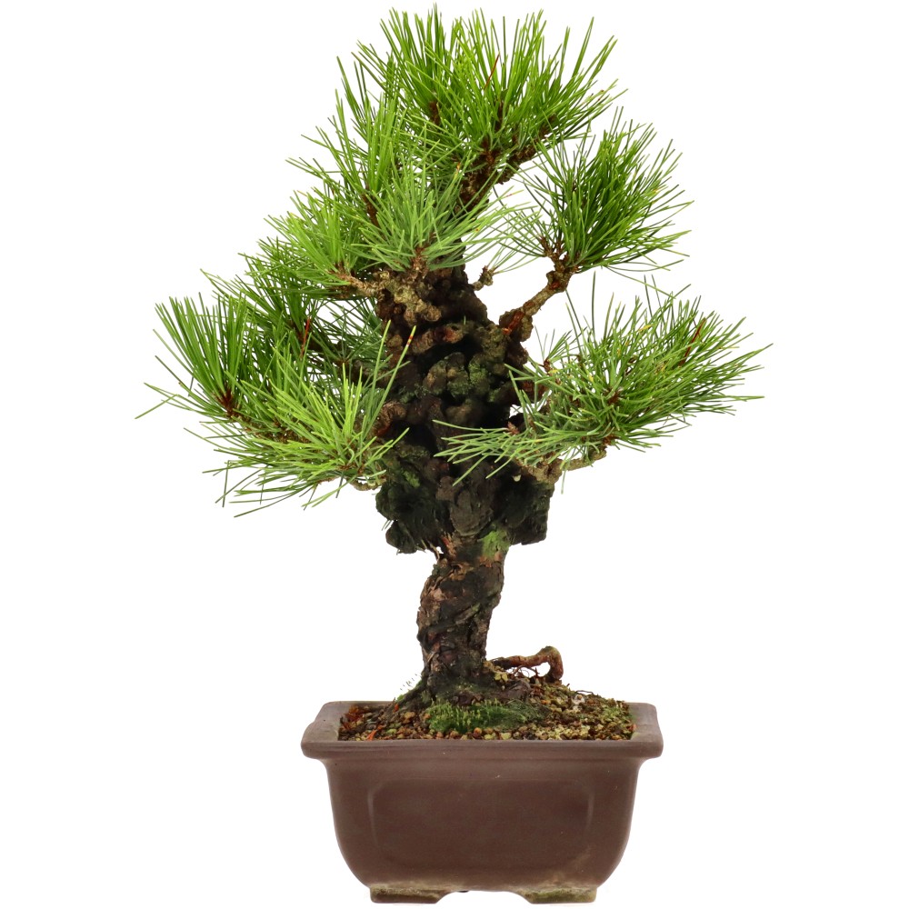 bonsai.fallbackImageTitle