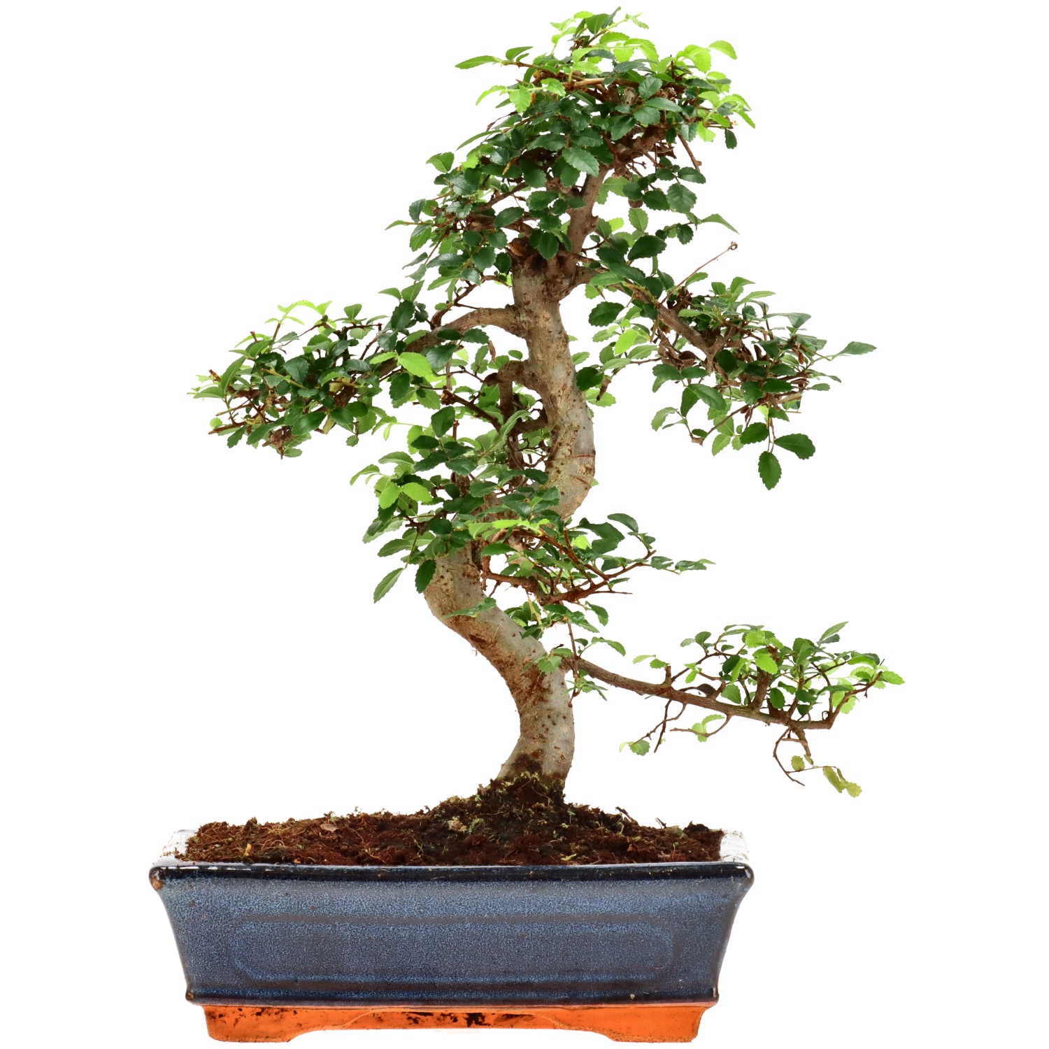 Chin. Ulme, ca. 12 J. (37 cm)