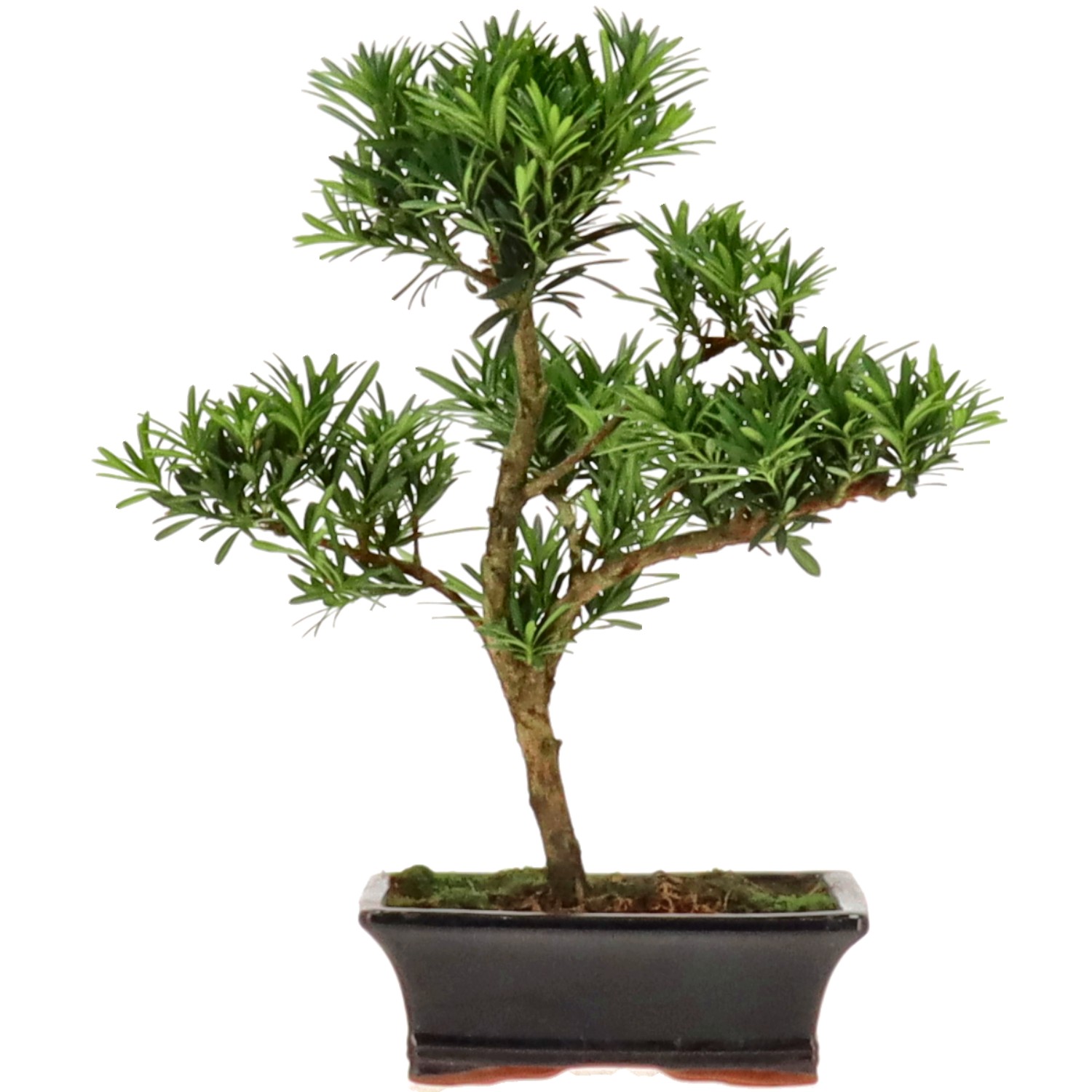 Pino cinese, ca. 9 anni (33 cm)