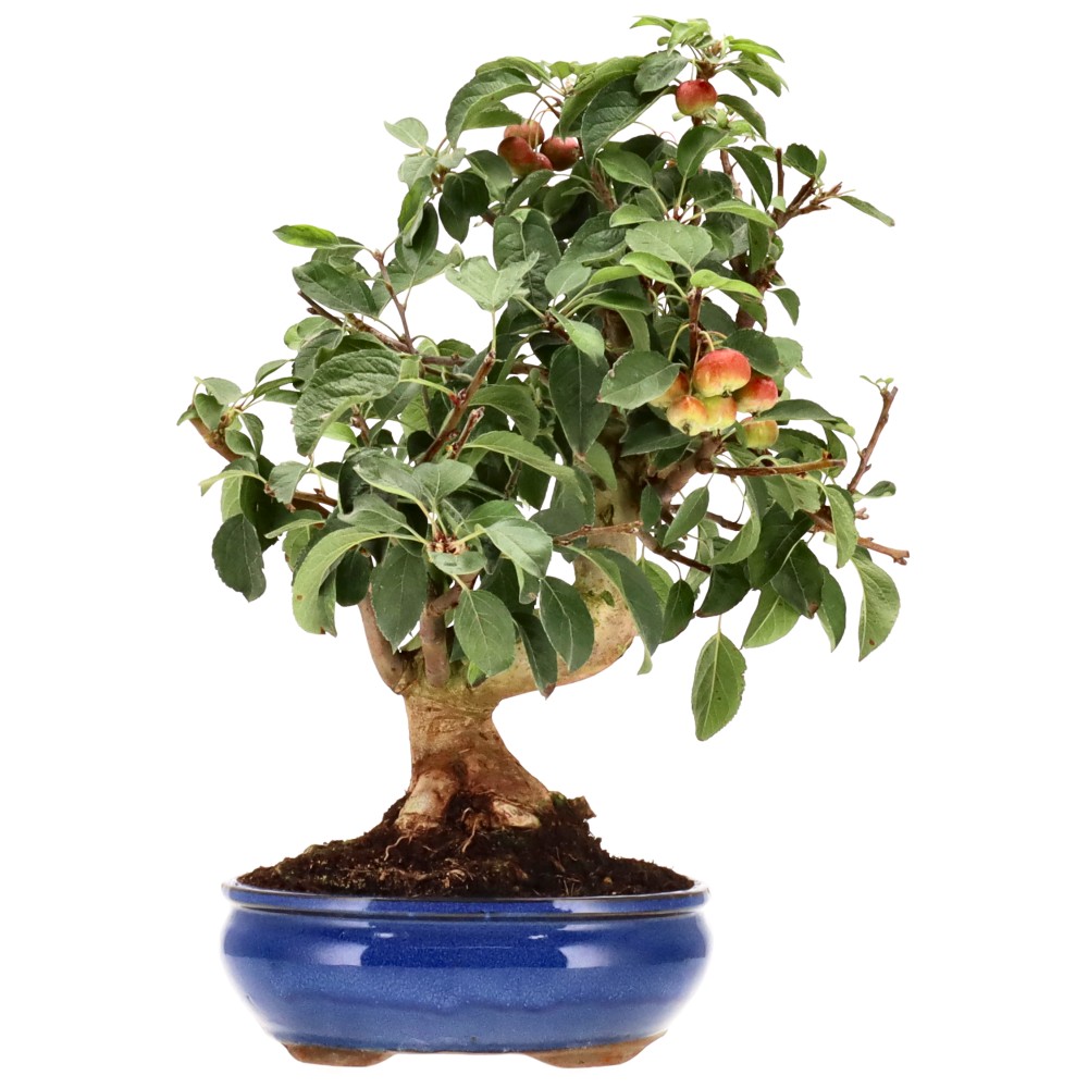 Zierapfel, ca. 17 J. (44 cm)