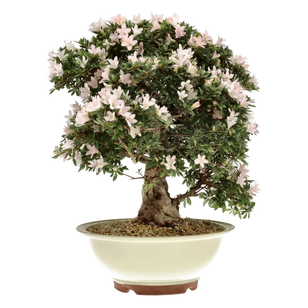Jap. Azalee, ca. 25 J. (57 cm)