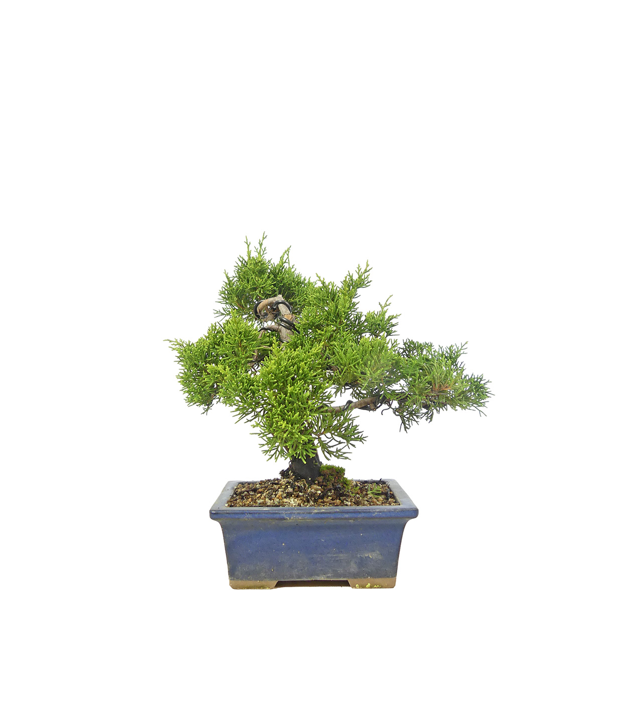 bonsai.fallbackImageTitle bonsai.fallbackImageTitle