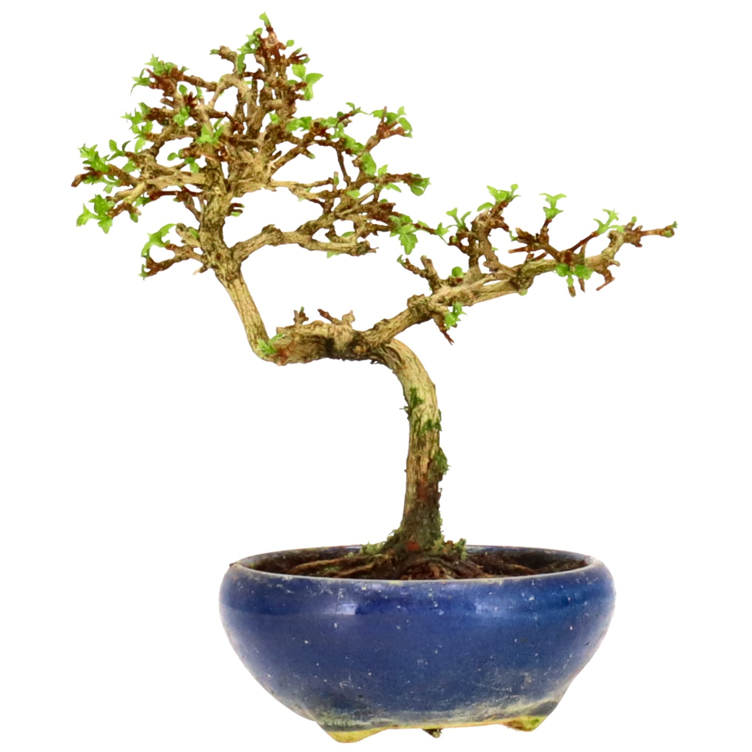 bonsai.fallbackImageTitle bonsai.fallbackImageTitle