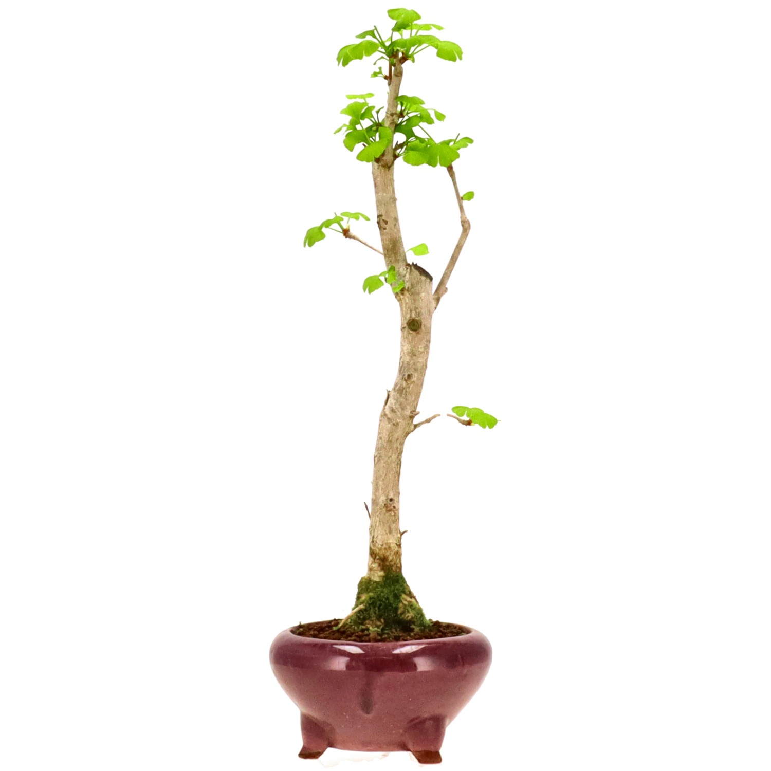 Ginkgo, ca. 10 J. (40 cm)