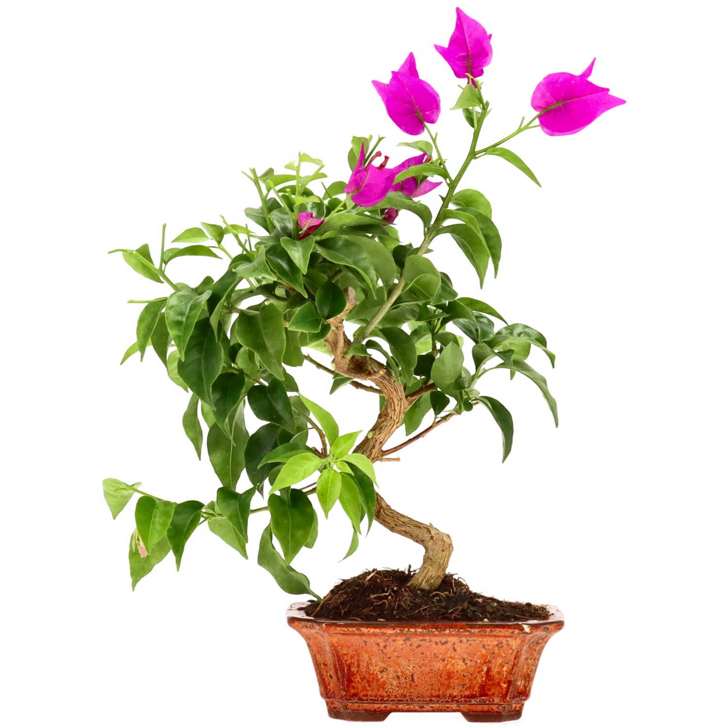 Bougainvillier, env. 8 ans (29 cm)