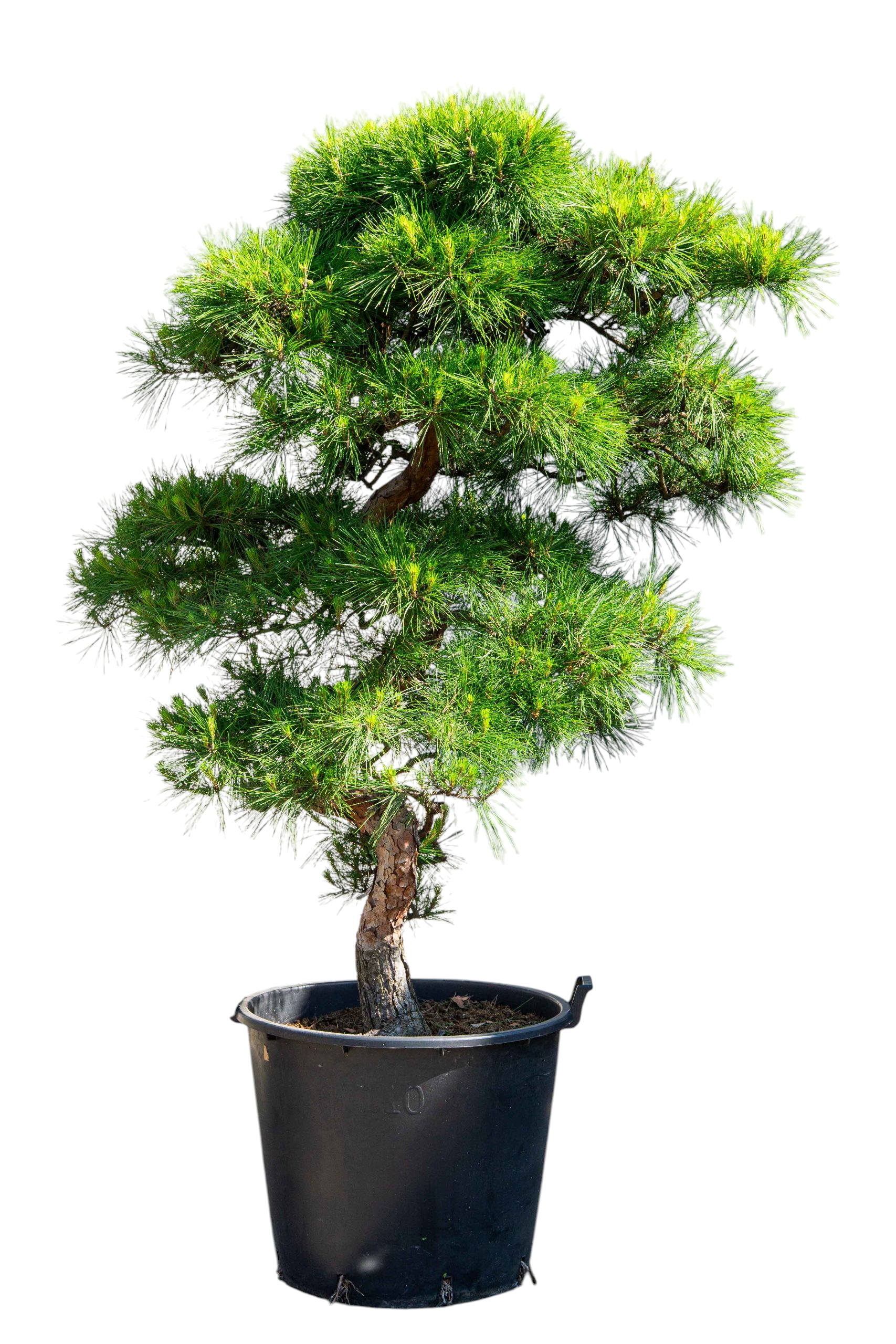Gartenbonsai - Rotkiefer, ca. 30 Jahre       