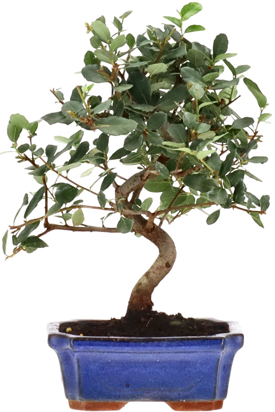 [K017] Cork oak, approx. 7 years
