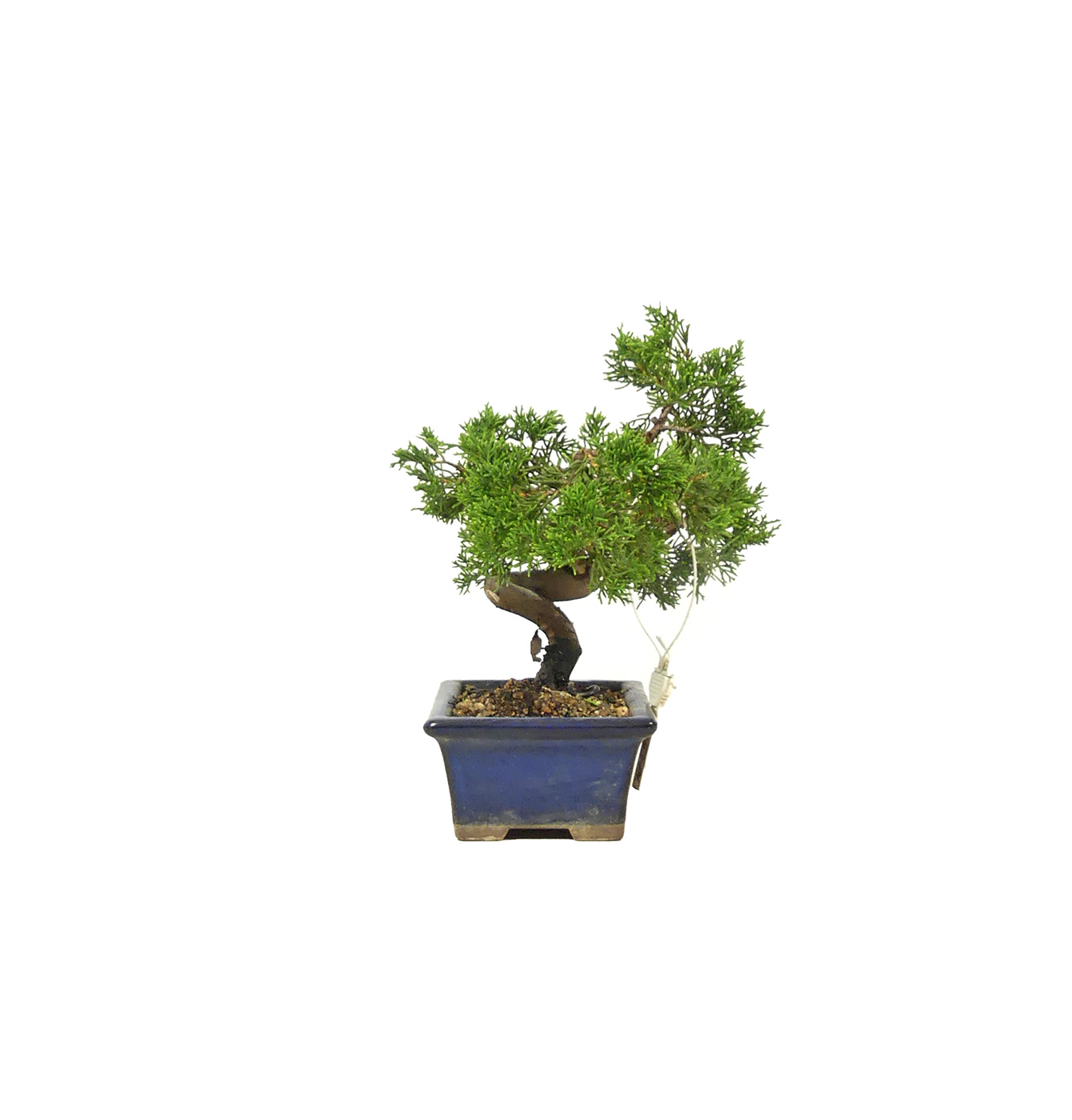 bonsai.fallbackImageTitle bonsai.fallbackImageTitle