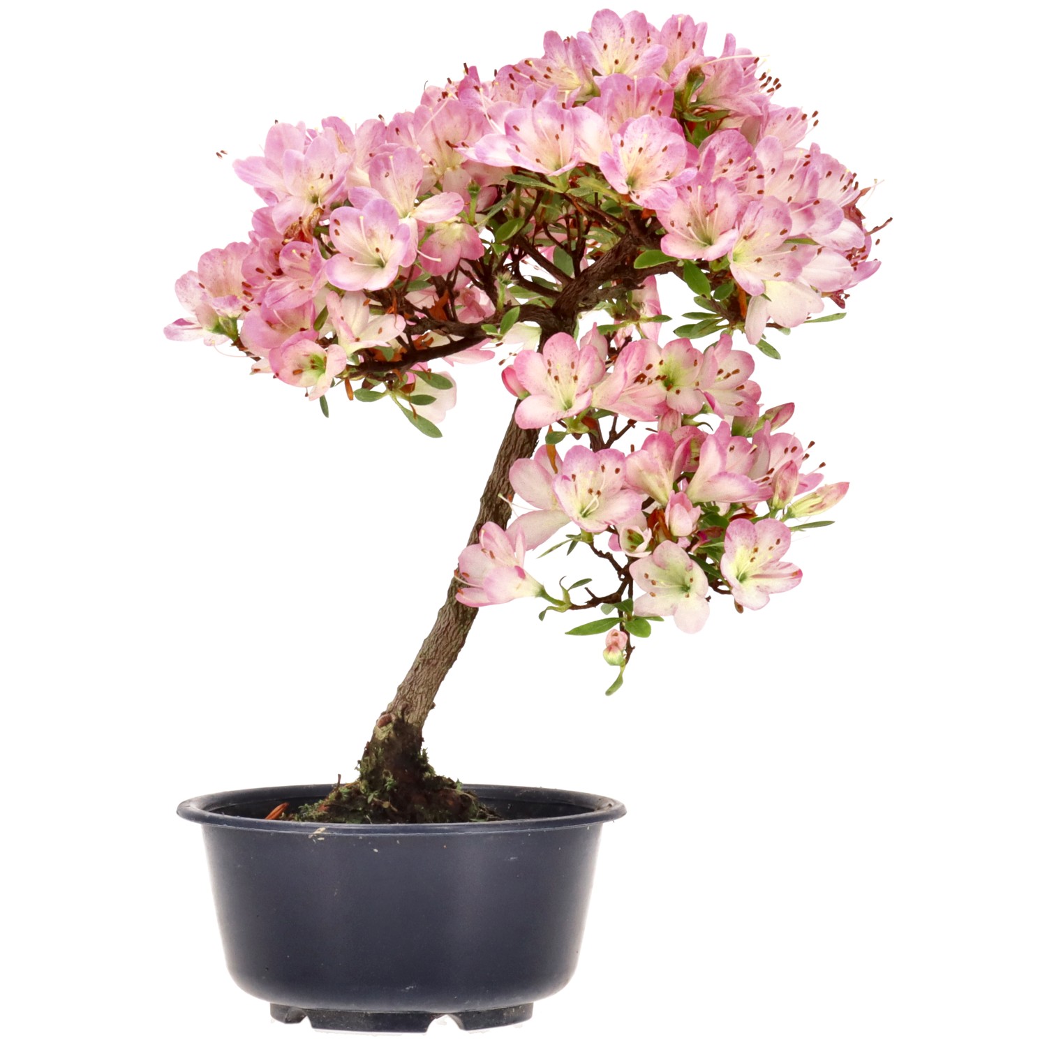 Jap. Azalee, ca. 8 J. (25 cm)