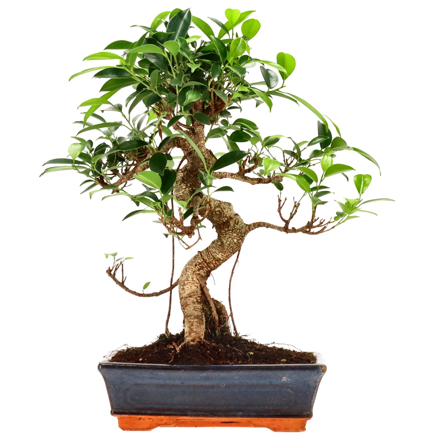 Ficus Retusa, ca. 14 anni (37 cm)