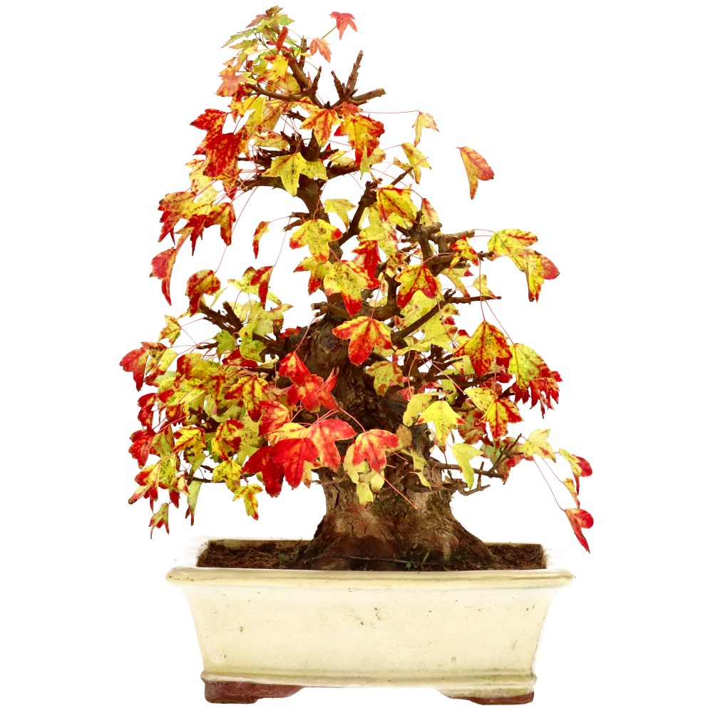 bonsai.fallbackImageTitle bonsai.fallbackImageTitle