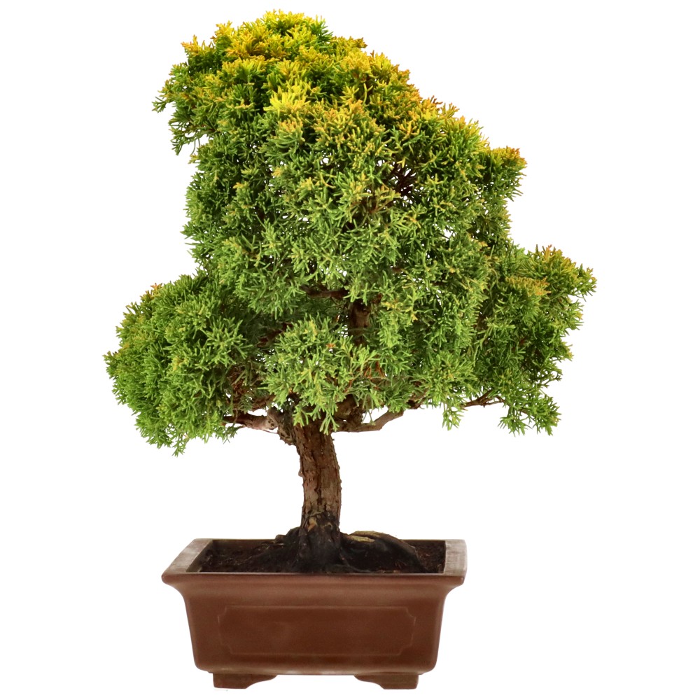 bonsai.fallbackImageTitle