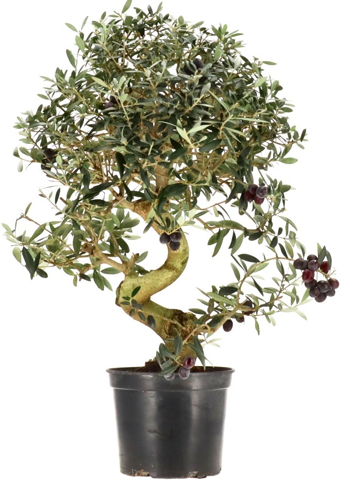 [R006] Olive, ca. 15 Jahre