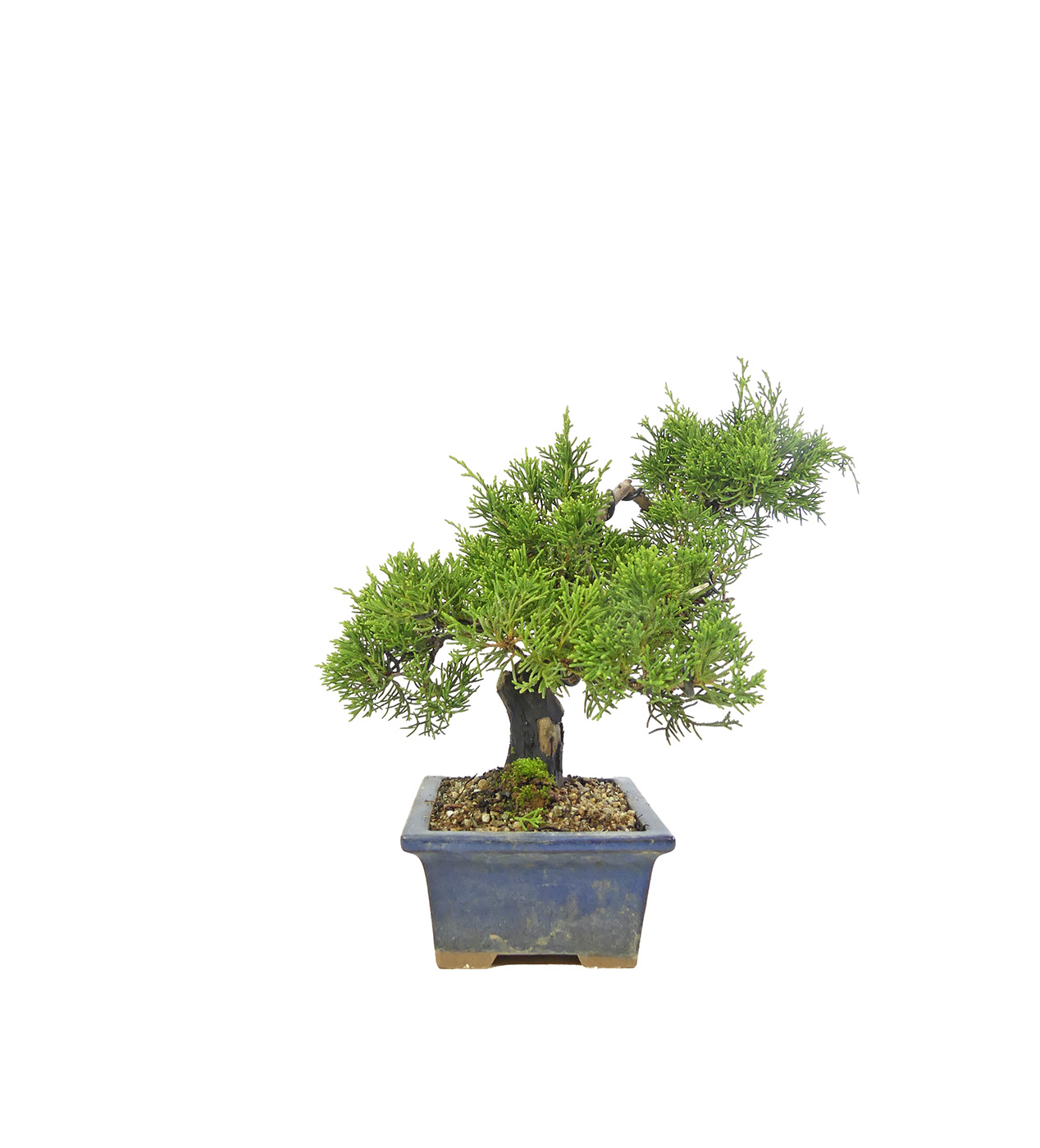 bonsai.fallbackImageTitle bonsai.fallbackImageTitle