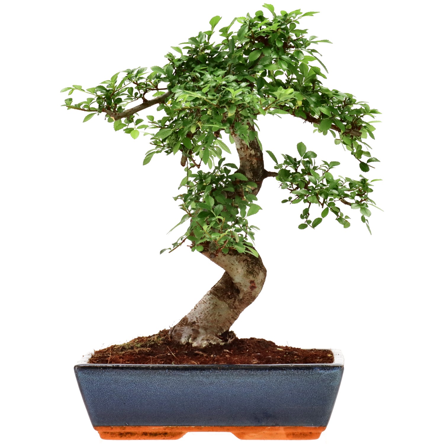 Orme de Chine, env. 14 ans (36 cm)