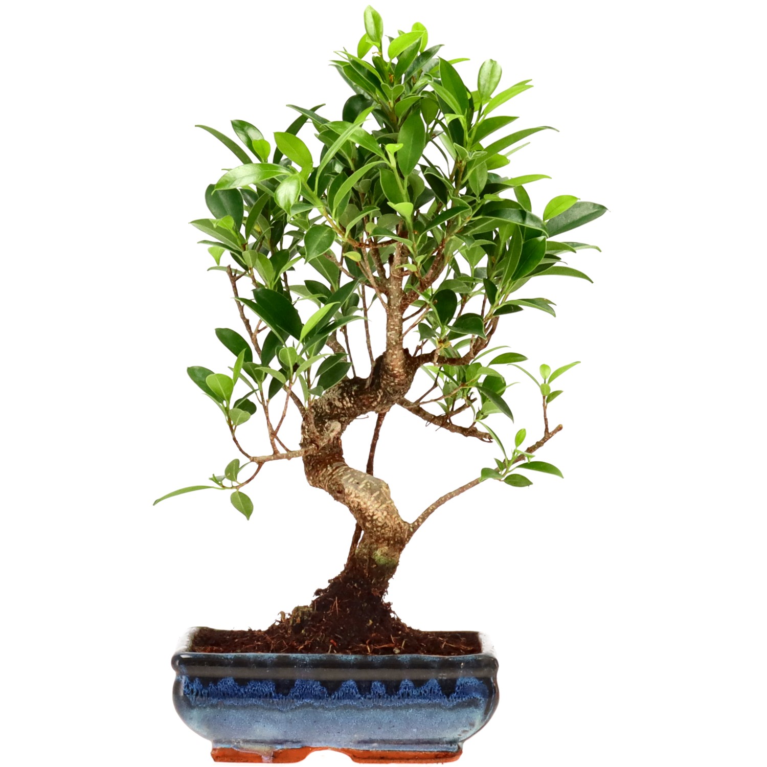 Chin. Feigenbaum (Retusa), ca. 9 J. (0 cm)