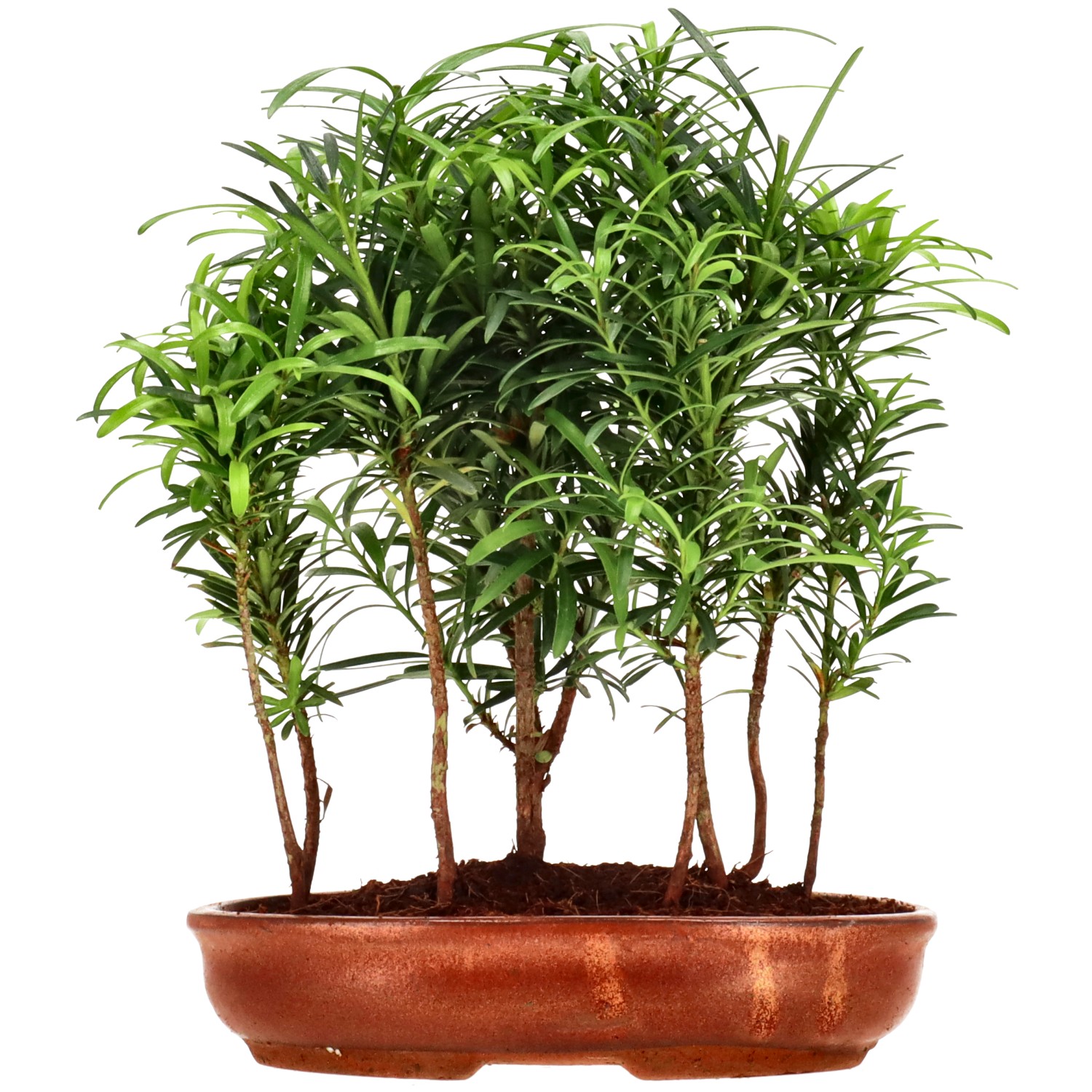 Chin. Steineibe, ca. 3 J. (24 cm)