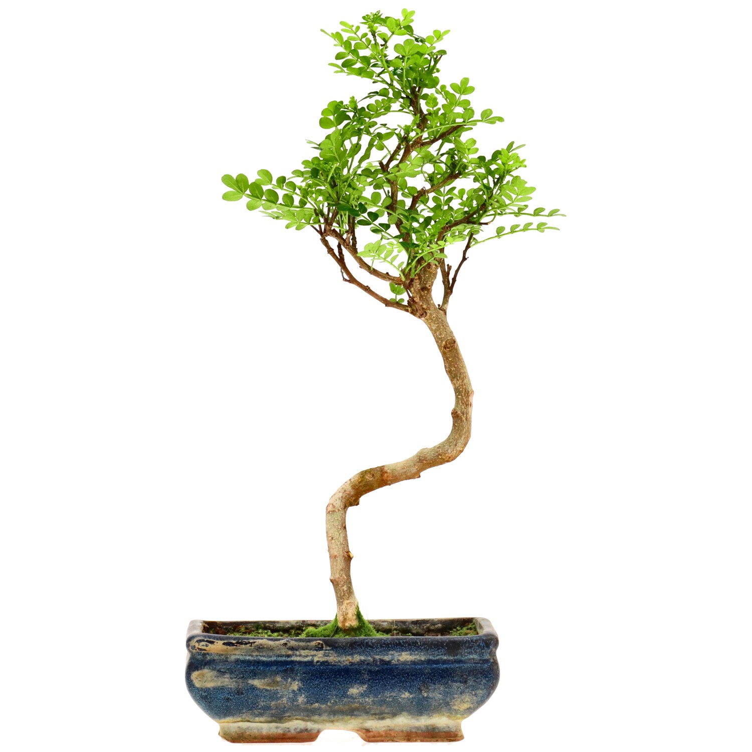 Poivre du Sichuan, env. 9 ans (36 cm)