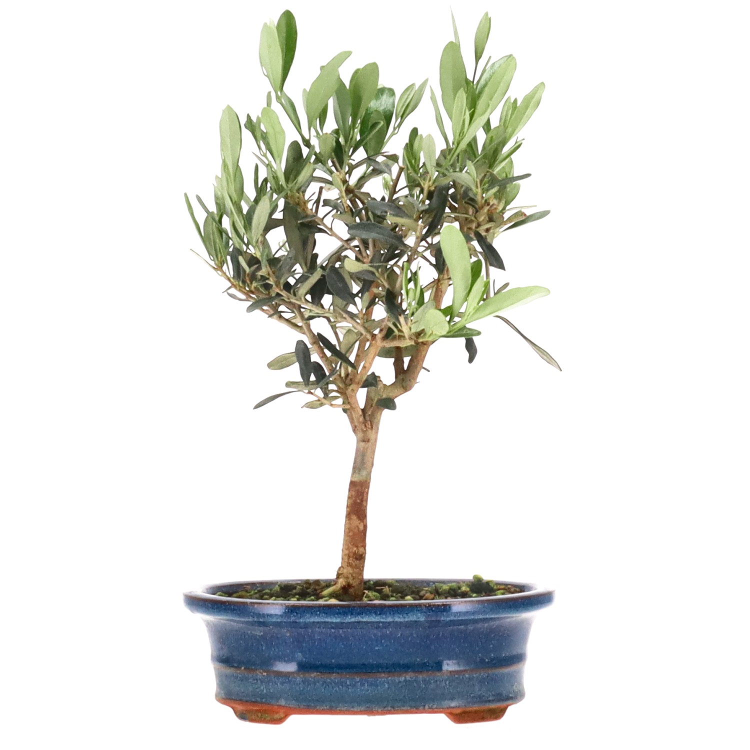 Olive, ca. 5 J. (27 cm)