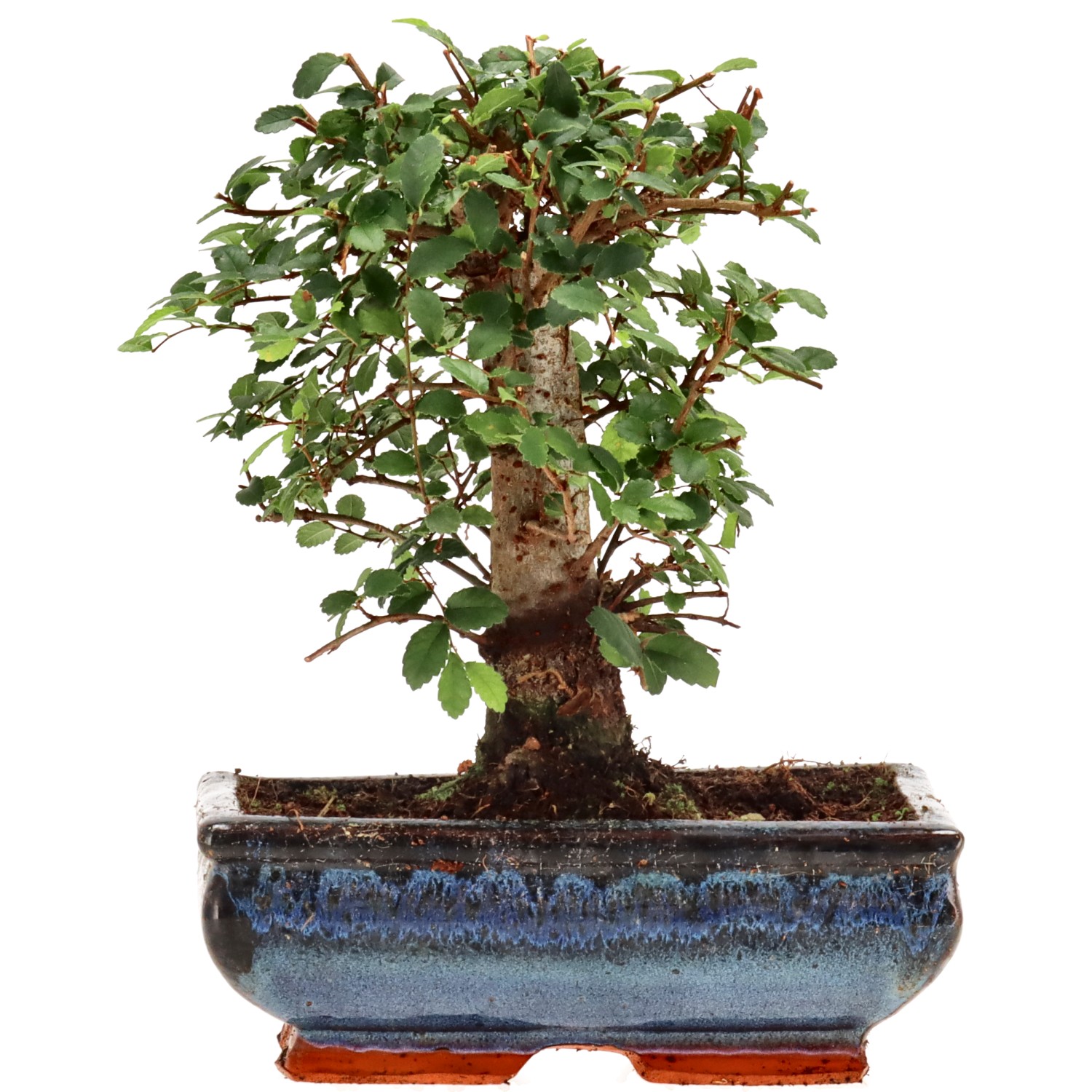Chinese elm, approx. 10 y. (19 cm)