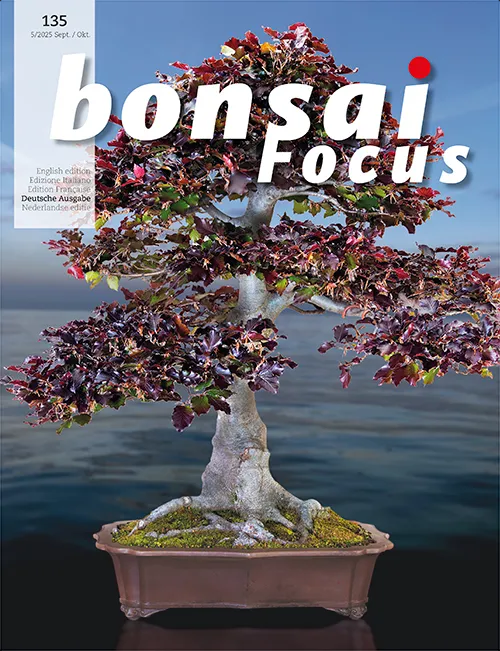 Bonsai-Focus 2025 (135), Sep/Okt.