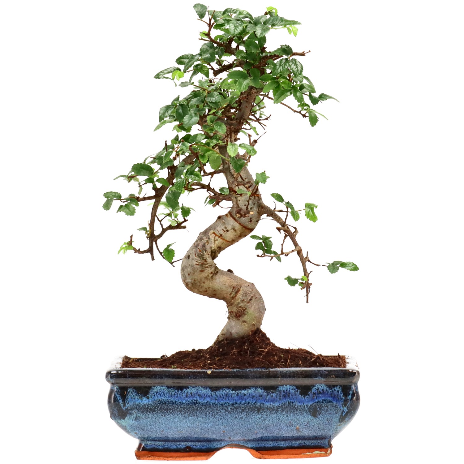 Chin. Ulme, ca. 9 J. (26 cm)